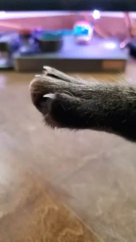 #pleaserepost #followme #foryoupage #catsoftiktok #fyp 