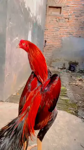 merah merona #ekorlidisuper #fyp #ekorlidi #ayambangkokindinesia #ayambangkoksuper #ayamhias #ekorliditegal #peternak #berandatiktok #xyzabc #foryou #ayambangkok #foryoupage #fyppppppppppppppppppppppp #berandafyp #ayam #jangkauan #peternakmuda #fypage #xybca