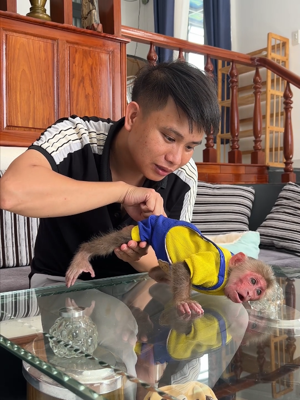 Baby monkey Moon wants her dad to check her butt. #monkey #babymonkey #cutemonkey #smartmonkey #monkeydluffy #petmonkey #monkeysoftiktok #usa_tiktok 