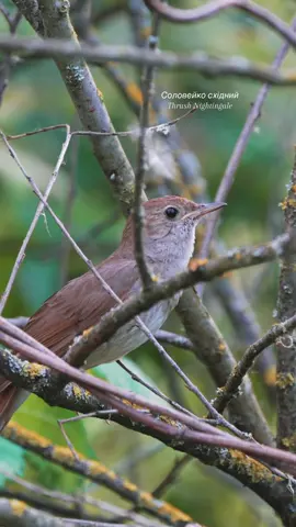 Хто співає краще всіх? #1 в пташиному Spotify - Соловейко східний (Thrush Nightingale) #birds #birdwatching 