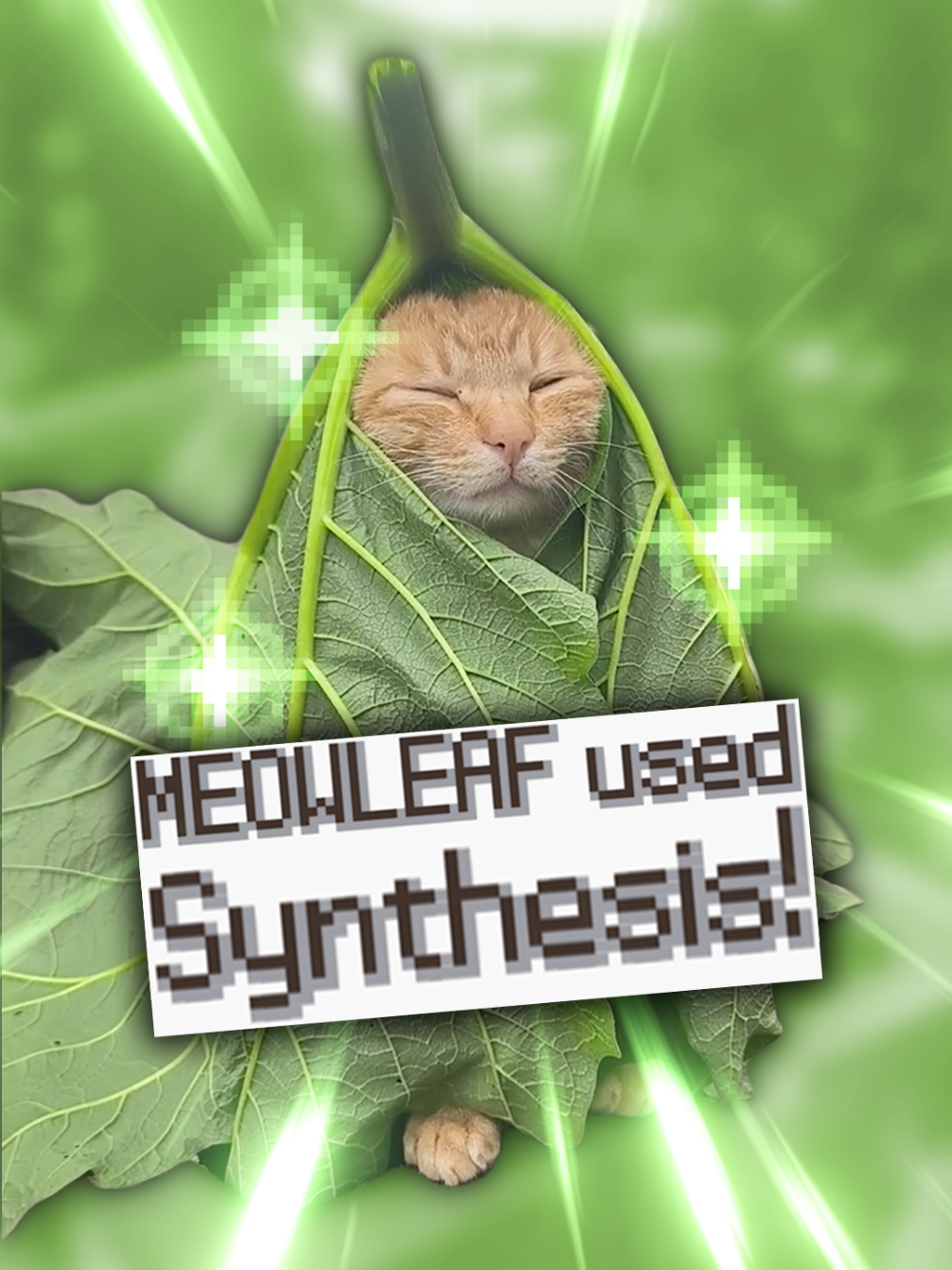 Meowleaf used Synthesis! #pokemon #pokemontiktok #nintendo #catmeme #pokemonedit #gamingmemes #catsoftiktok #nintendods #nostalgia #pokemongo #gaming #funnycats (Diamond and Pearl HP bars sprites ripped by Space Guard, Textbox sprites ripped by Lakilester 86)