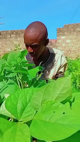 ww uta çhagua nini part 1 #mkakarehaan #tiktokertanzania🇹🇿 #tiktokerkenya🇰🇪🇰🇪🇰🇪🇰🇪 @🦋Amish🦋 @nilma270 