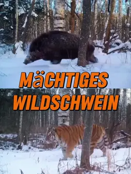 Die Kampfkraft von Wildschweinen wird unterschätzt!#tier 