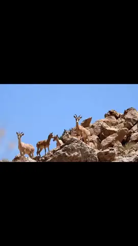 #وعول_صيد وعول شرق السودان البحر الأحمر أجواء رايعه مع النشماء تصويري #وعول البحر الأحمر تصويري # @مبروك الرشيدي @صلاح صالح الرشيدي💕❤️‍🔥 