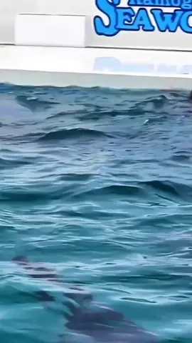 #orcas #trending #foryou #orcas #trending #foryou  #orcas #trending #foryou  #orcas #trending #foryou  #orcas #trending #foryou 