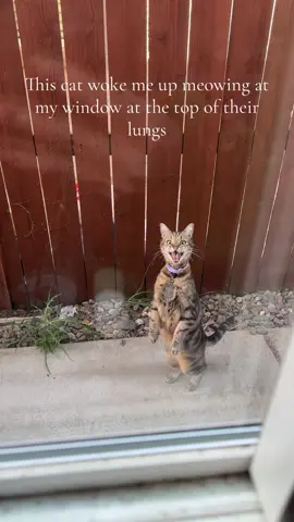 Pretty sure you’re on the wrong side of the fence there buddy.  #cat #kitty #cute  