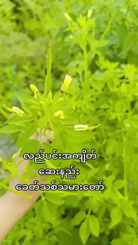 ###လည်ပင်းအကျိတ်###အမရပူရမြို့နယ်တောင်သမန်ဦးပိန်တံတားရှေ့ထိပ် 