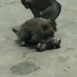#Monkey #CuteMonkeys #MonkeyLife #WildlifeWednesday #AnimalLovers #PrimatesOfTikTok #FunnyMonkeys #NatureLovers #ZooAdventures #MonkeyMagic