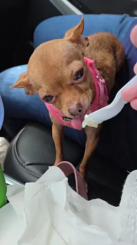 My Stepdaughters #teacupchihuahua ❤️ 5.7.25 @Delaney Smith 