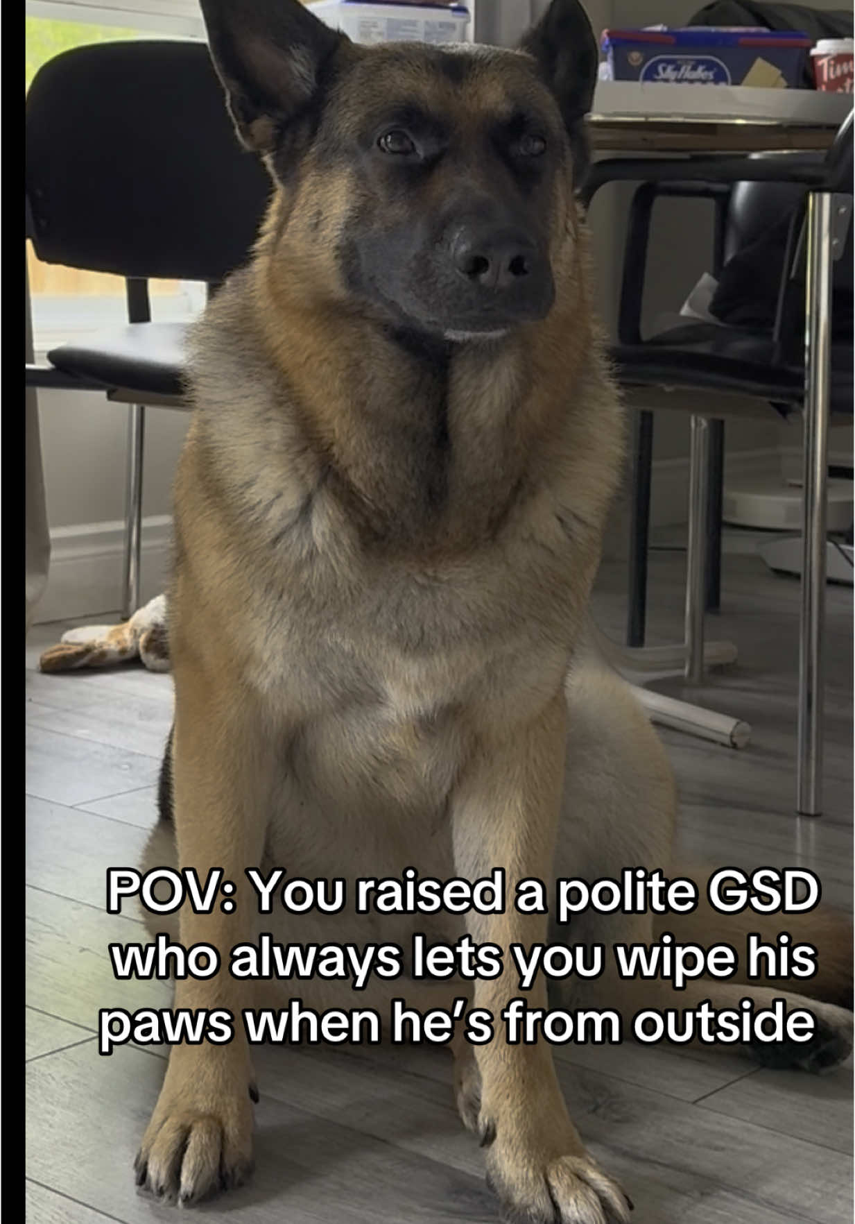 He’s such a polite boy 🥰 #germanshepherd #gsdoftiktok #fyp #fypシ゚ #dogsoftiktok #gsd #dogs #comedytok #funnytiktok #videoviral #cutedog 