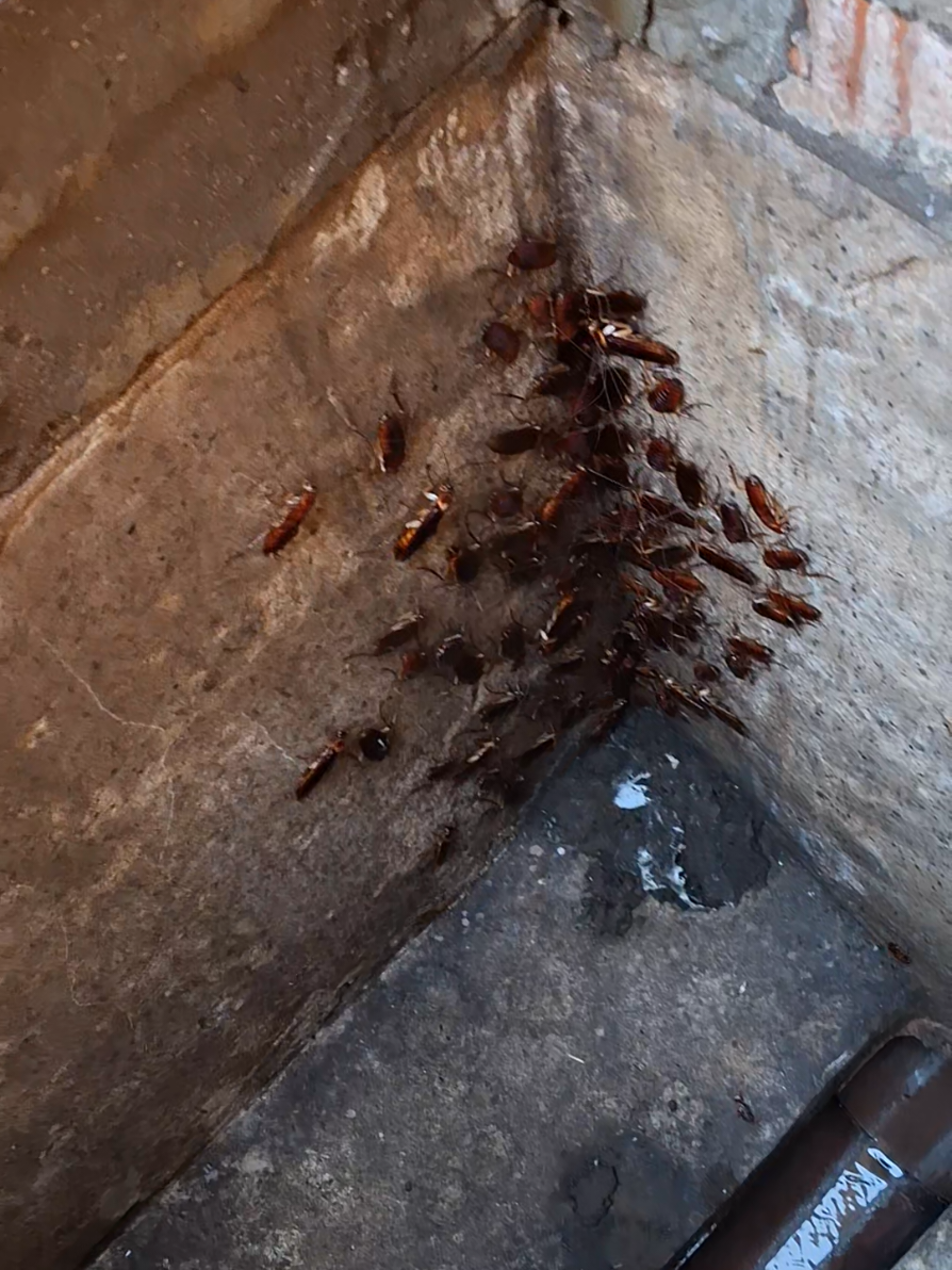 #durbantiktok #localbusiness #optimum_pest_control #resultsguaranteed #cockroaches 