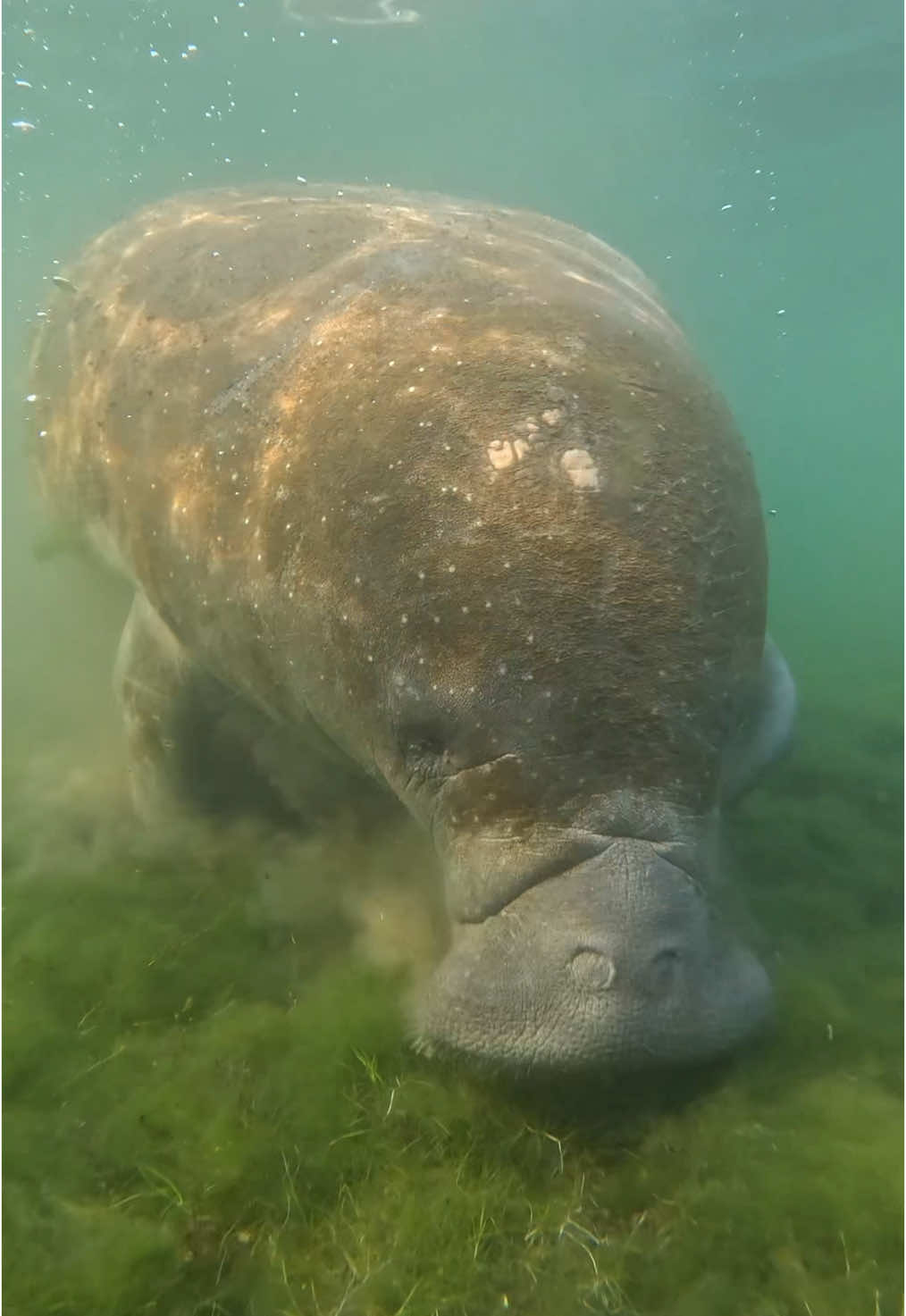 . Meet the ocean’s most laid back vegetarians: manatees!🌿 These gentle giants spend up to 8 hours a day chowing down on their favorite leafy greens, like seagrass and aquatic plants. And when we say chow down, we mean it… an adult manatee can eat a whopping 100 pounds of vegetation a day! That’s like eating an entire salad bar before lunch.🌱 Fun fact: despite their size, manatees have no natural predators probably because they're too busy munching and minding their own business!💚 Let’s keep their underwater gardens clean and healthy, so these sea cows can keep on grazing in peace!🌿 . . . . . #b#birdsunderwaterm#manateem#manateess#seacowc#crystalriverf#floridad#diveshopt#travele#exploren#natures#seao#oceanw#wilde#earths#springs#snorkels#swimpassiveobservation