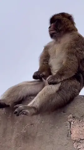 Mischievous monkey😂 #funnyanimals #funnymoments #fun #funnypets #funnypetsoftiktok #funnyanimalstiktok #funnymoments #entertainment #cuteanimals #animals #funny #laughter #fyp #viral 