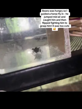This is not his enclosure. This is his feeding enclosure. #beansthejumpingspider 