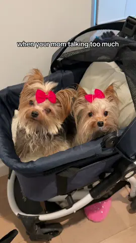 can you just stop talking for a sec🐶🐶 #dog #yorkie #yorkshire #yorkshireterrier #dogsoftiktok #relatable 