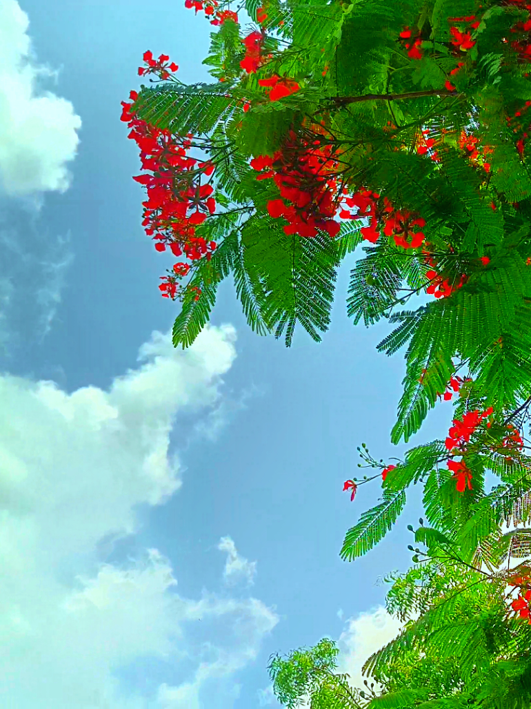 কৃষ্ণচূড়া ফুলের অপরূপ সৌন্দর্য 😊🏵️🌼 #flowers #nature #view #nature4cx #natural #কৃষ্ণচূড়া_ফুল #কৃষ্ণচূড়া #sky #4k #song 