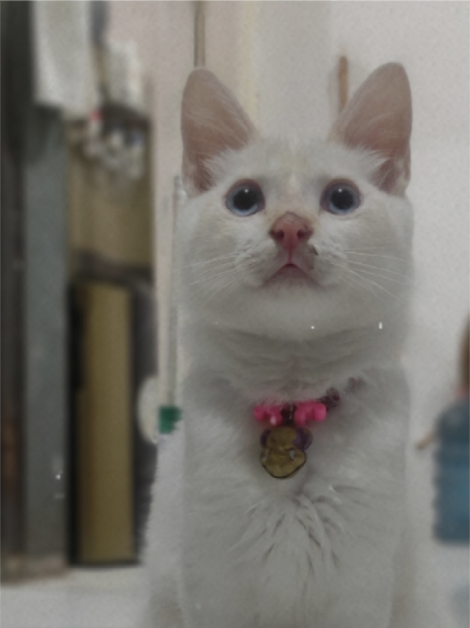 kevin nama ku,,,putih mata biru.