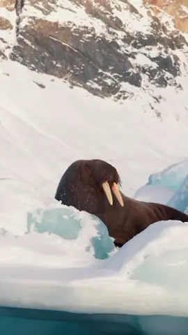 Walrus  ( Odobenus rosmarus ) adalah mamalia laut berjari besar dengan distribusi terputus-putus di sekitar Kutub Utara di Samudra Arktik dan laut subarktik di Belahan Bumi Utara . Ia adalah satu-satunya spesies yang masih ada dalam keluarga Odobenidae dan genus Odobenus. CIRI KHAS DAN BENTUK FISIK : Walrus dewasa mempunyai ciri khas berupa gading dan kumis yang menonjol. Bentuk tubuh walrus memiliki ciri-ciri yang sama dengan singa laut ( anjing laut bertelinga : Otariidae) dan anjing laut ( anjing laut sejati : Phocidae). Namun, teknik berenangnya lebih mirip anjing laut sejati, tidak terlalu mengandalkan sirip dan lebih banyak mengandalkan gerakan seluruh tubuh yang berliku-liku. HABITAT : Walrus sebagian besar hidup di perairan dangkal di atas landas kontinen , menghabiskan sebagian besar hidupnya di es laut untuk mencari moluska bivalvia bentik. POPULASI DAN BUDAYA : Populasi walrus menurun drastis di seluruh wilayah Arktik. Sejak saat itu, populasinya telah pulih kembali, meskipun populasi walrus Atlantik dan Laptev masih terfragmentasi dan berada pada tingkat yang rendah dibandingkan sebelum campur tangan manusia. Walrus telah memainkan peran penting dalam budaya banyak masyarakat adat Arktik , yang memburunya untuk diambil daging, lemak, kulit, gading, dan tulangnya. ASAL USUL NAMA : Asal usul kata walrus berasal dari bahasa Jermanik , dan sebagian besar dikaitkan dengan bahasa Belanda atau bahasa Norse Kuno. Bagian pertamanya diperkirakan berasal dari kata Norse Kuno hvalr ('paus') dan bagian kedua diperkirakan berasal dari kata Norse Kuno hross ('kuda'). Misalnya, kata Norse Kuno hrosshvalr berarti 'paus-kuda' dan diperkirakan diturunkan dalam bentuk terbalik ke dalam bahasa Belanda dan dialek Jerman utara sebagai walros dan Walross. DAUR HIDUP & PERKEMBANGBIAKAN :  Walrus hidup hingga usia 20-30 tahun di alam liar. Jantan mencapai kematangan seksual pada usia tujuh tahun, tetapi biasanya tidak kawin hingga mencapai kematangan seksual pada usia sekitar 15 tahun. Kehamilan walrus betina berlangsung 15 hingga 16 bulan. Tiga hingga empat bulan pertama dihabiskan dengan blastula dalam tahap perkembangan tertunda sebelum ditanamkan ke dalam rahim. POLA MAKAN : Walrus memiliki pola makan yang beragam dan oportunistik, memakan lebih dari 60 genera organisme laut, termasuk udang , kepiting, priapulida , cacing sendok, cacing tabung, karang lunak , tunikata, teripang , berbagai moluska (seperti siput , gurita , dan cumi-cumi), beberapa jenis ikan yang bergerak lambat , dan bahkan bagian dari anjing laut lainnya. #animals #hewan #walrus 