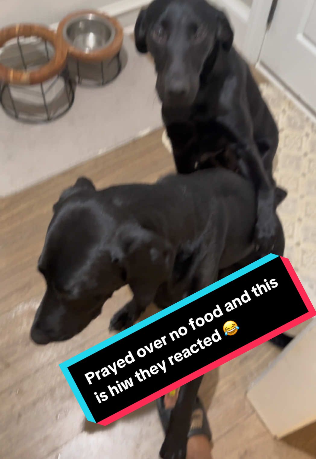 #labradorretriever #PetsOfTikTok #dogs #dogmom #dog #godisgood #godisgreat #labrador #patience #dogsoftiktok #dogmomlife #blessed #pray #prayer #praying @Bud & Bear The Black Labs 