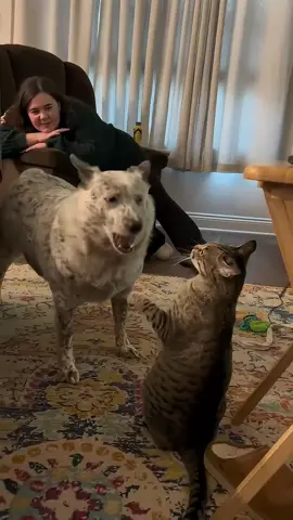 Cat being bullied by dog#foryou#funny#cat#funnycat#dog#funnydog#funnyanimals
