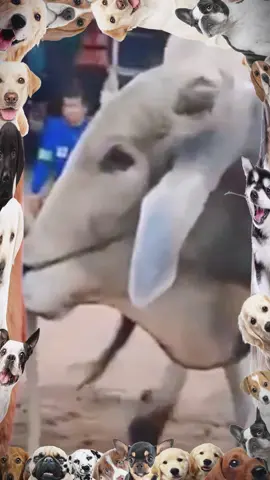 LoveAmongAnimalsHeartfelt#animalsworld#Foryou #foryoupage #animalsoftiktok #animal #mating #cutepets #animalvideosConnections