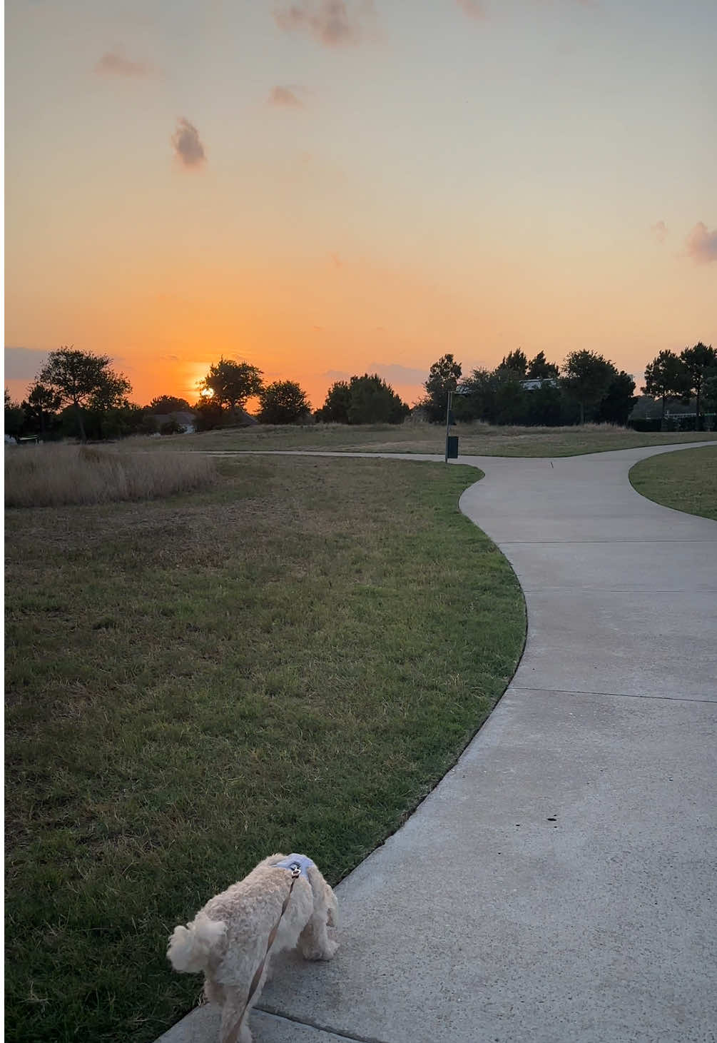 A day at the park catching the sunset with Spider 🥰 #parkour 