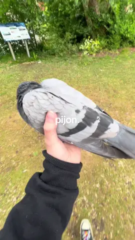 Pijon. #pijon #pigeon #pigeons #pigeonlover #pigeonlovers #fyppppppppppppppppppppppp #foryou #fyp #xybzca #silly #yay #reach #foryour #foryo #brah #yes 