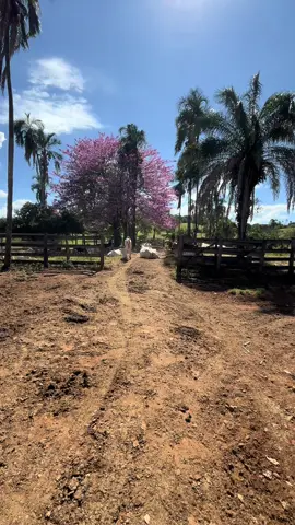 #gratidao #fazenda #roça 