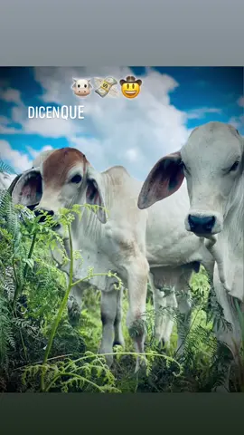 🤠😍