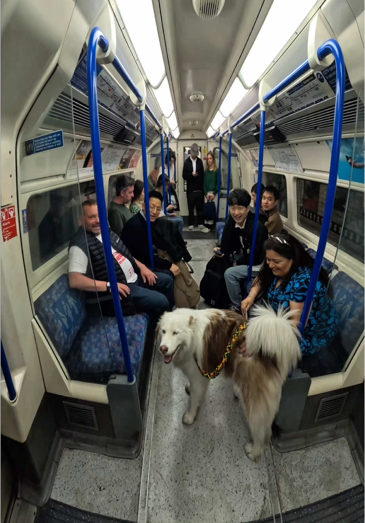 Train interactions with my dog!! #husky #viral #fyp #foryou #doglover #subway #tfl #trains 