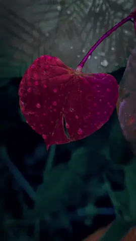 #nature #naturevideo #awesome #photography #videography #fyp #fondos #videos4k 