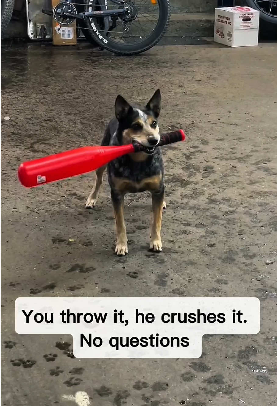 #dog #baseball  