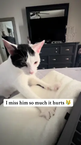 My sweet boy, we miss you everyday. #mysweetbabyrhaegar #the_whisker_wonderland #trendingsound #sweetcat #somuchlovestill #FYP #catlovers 