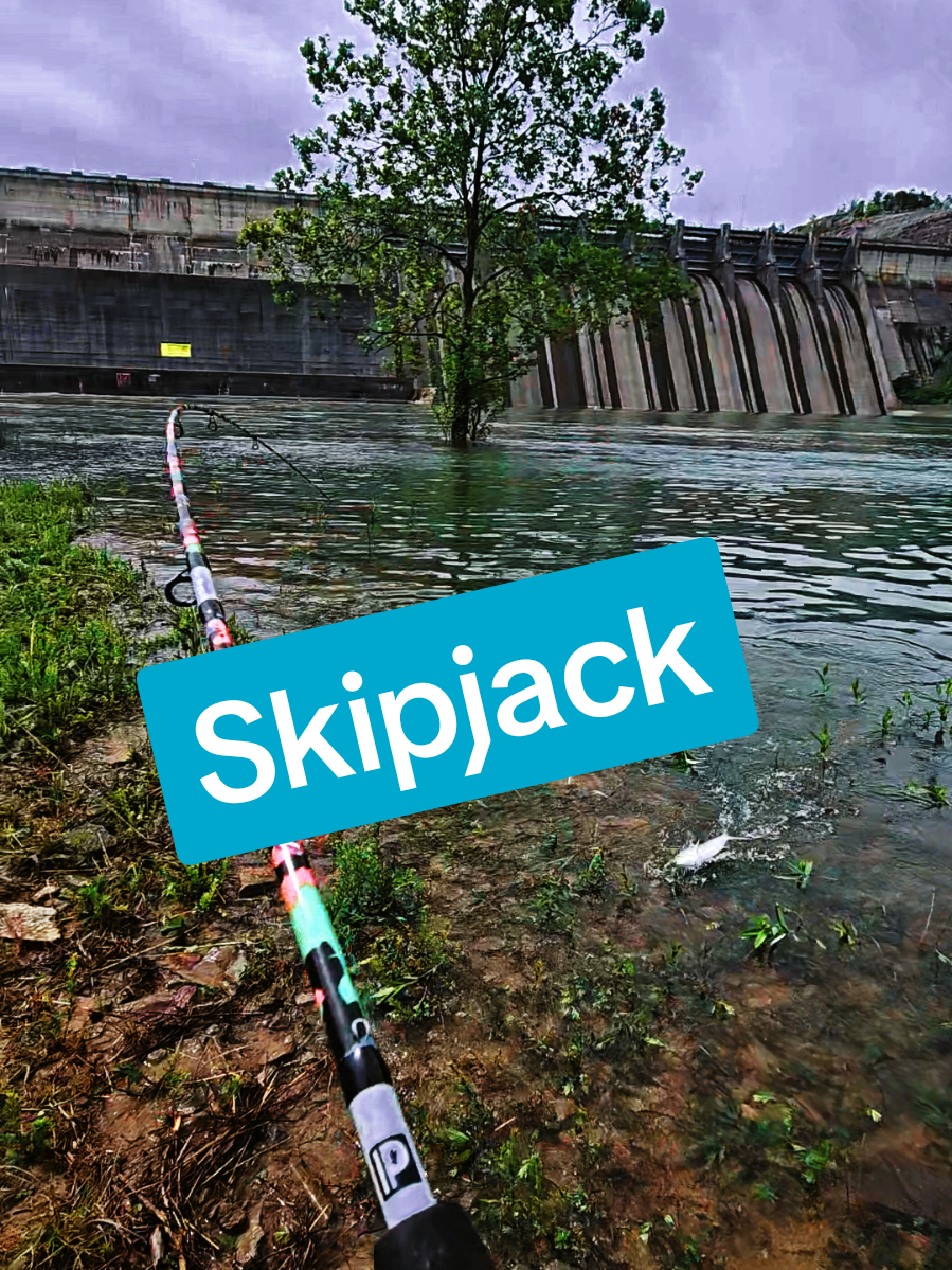 #fyp #fishing #skipjack 