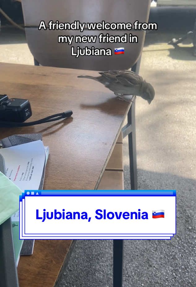 This cute bird 🐦 landed on my table 💕💕 #travel #traveltiktok #blackgirltravel #blackgirltravels #solo #fyp #foryoupage❤️❤️ #balkan #travelvlog #nature #animal #animalsoftiktok #ljubiana #slovenia #slovenia🇸🇮 #sloveniatiktok #animallover  