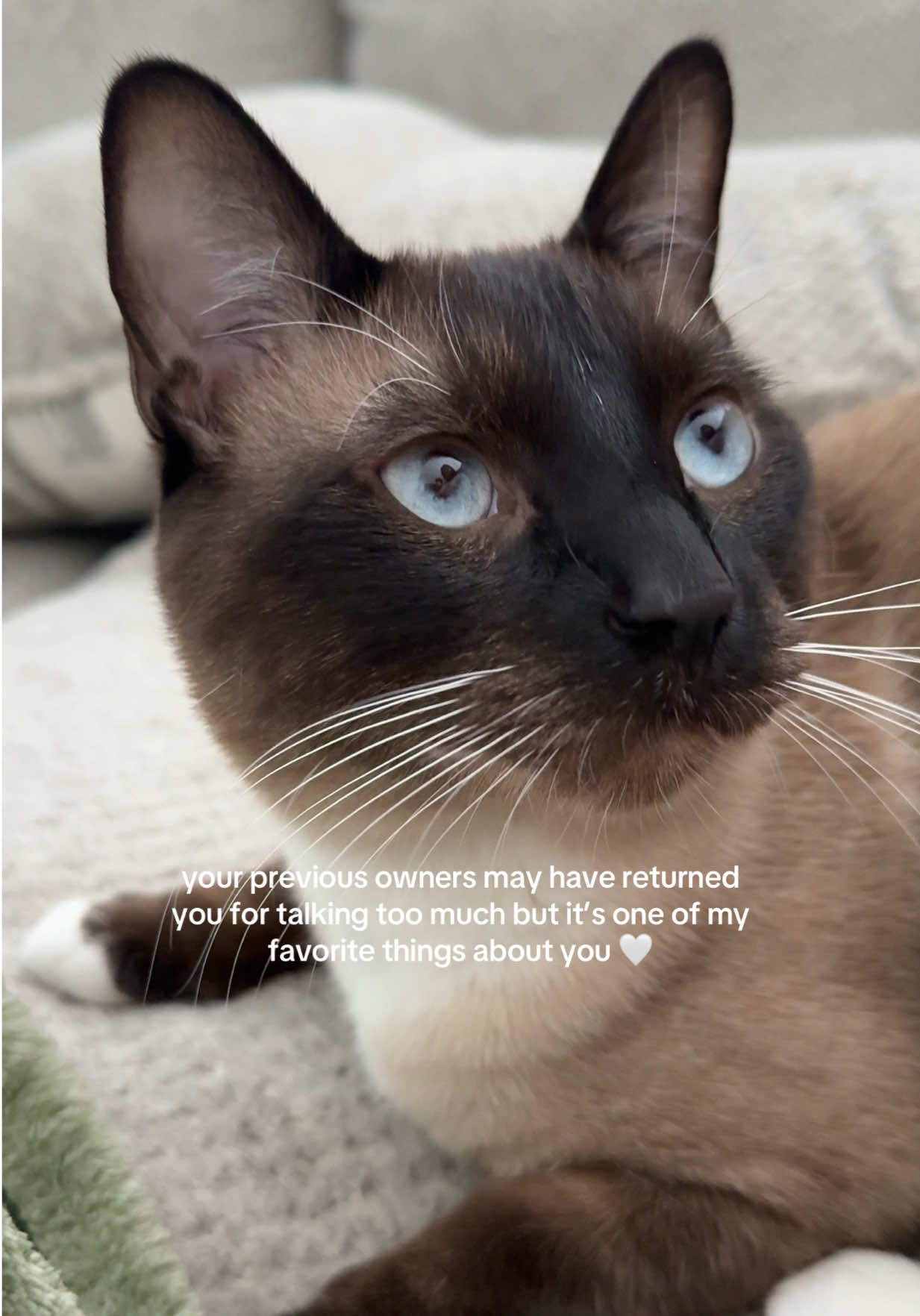 telling my cat “I know” when he meows but honestly I have no idea  #catsoftiktok #cattok #siamesecat 