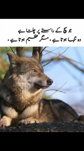 سنہرے الفاظ #viralvideos #deeplines #fyp ##سنہرےالفاظ ##fyp ##deeplines ##viralvideos 