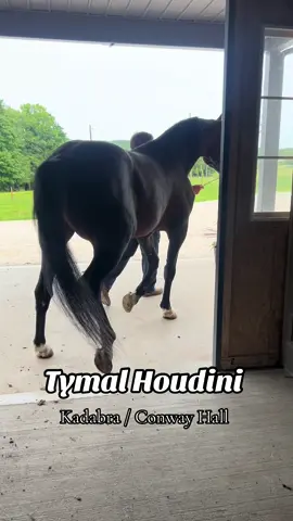 You’ve got to pay to play 😏 took two mares back to my favorite baby daddy #standardbred #standardbredsoftiktok #racehorse #trottingbred 