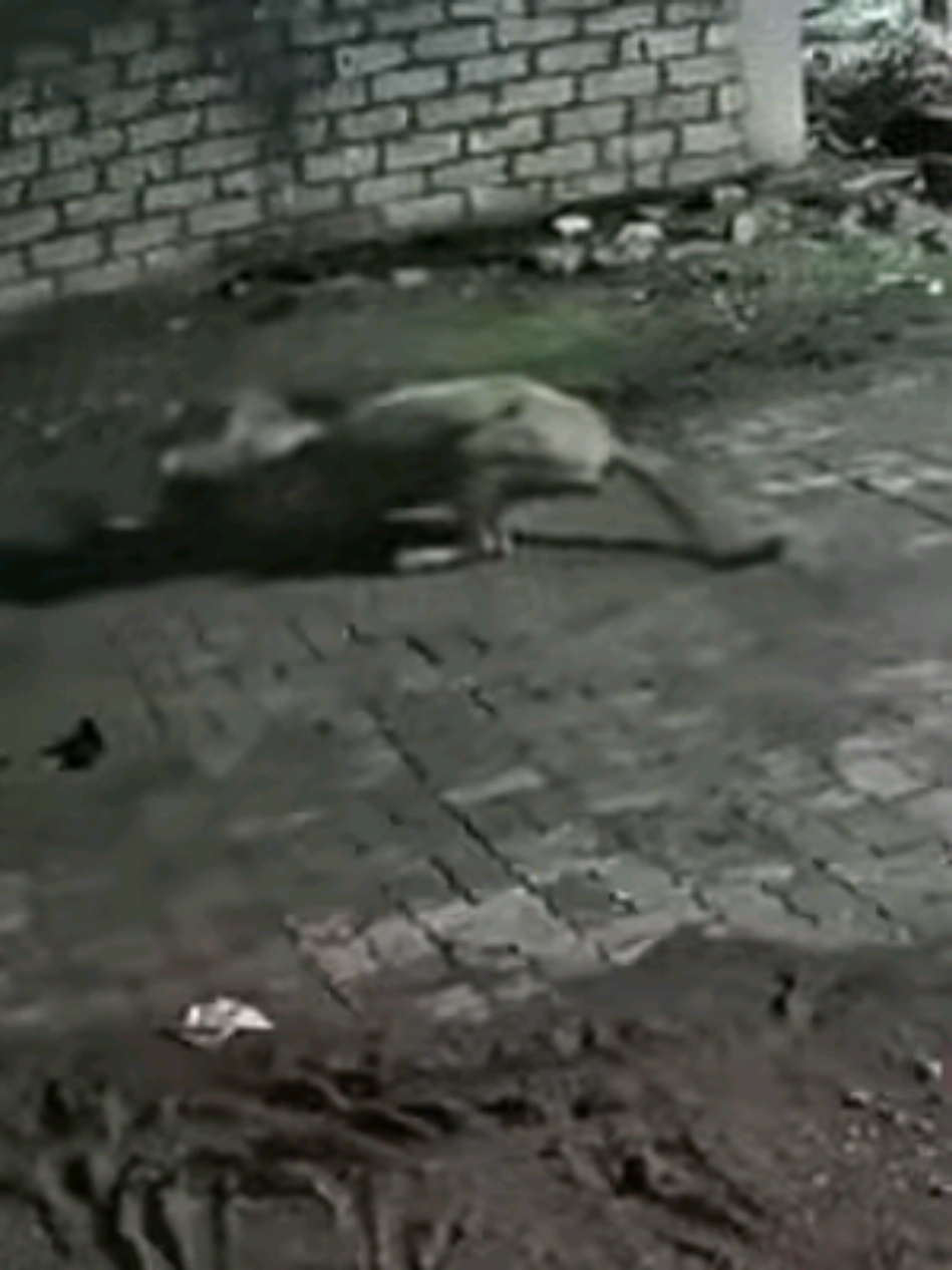 Two Stray Male Lions Enter Village—Dogs Flee, a Cow Falls Prey #Lions #StrayLions #WildlifeEncounters #PredatorAttack #AnimalBehavior #NatureUnfiltered