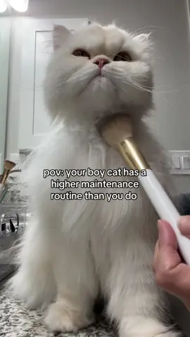 a pampered & happy boy  #catsoftiktok #fyp #cat #trending #cattok 