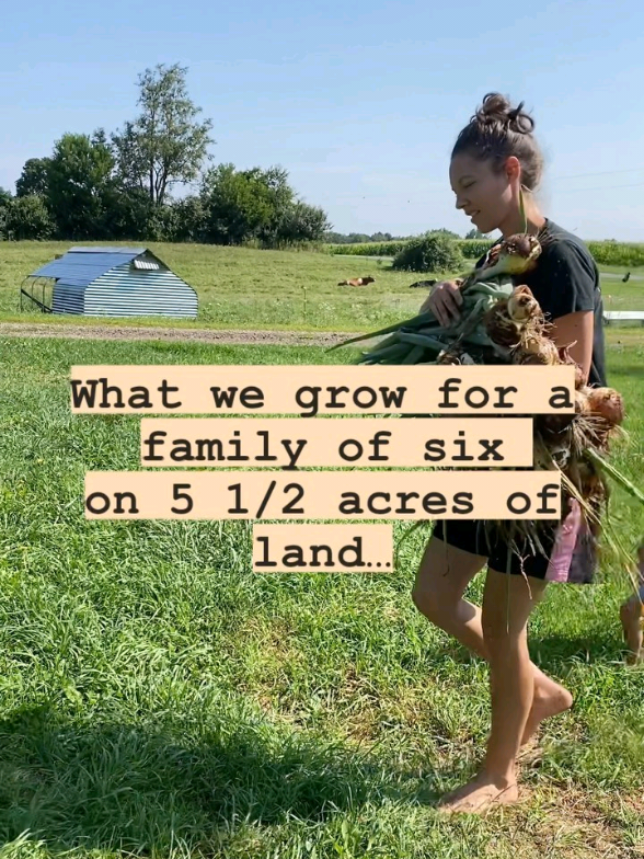 We have 5 1/2 acres in Ohio, where we grow a large percentage of our food for a family of six. The main things that we grow and raise on our homestead are pastured chicken, grass-fed beef, milk, eggs, vegetables, teas/herbs, and berries. We also have honey bees that are giving us a small amount of honey and fruit trees that are giving a small amount of fruit. The moral of the story, you don't need tons of land to grow the bulk of your food! 😊 #homesteading #homestead #homesteadlife #foodpreservation #grassfedbeef #pasturedchicken #homesteadgarden #gardening #fyp 