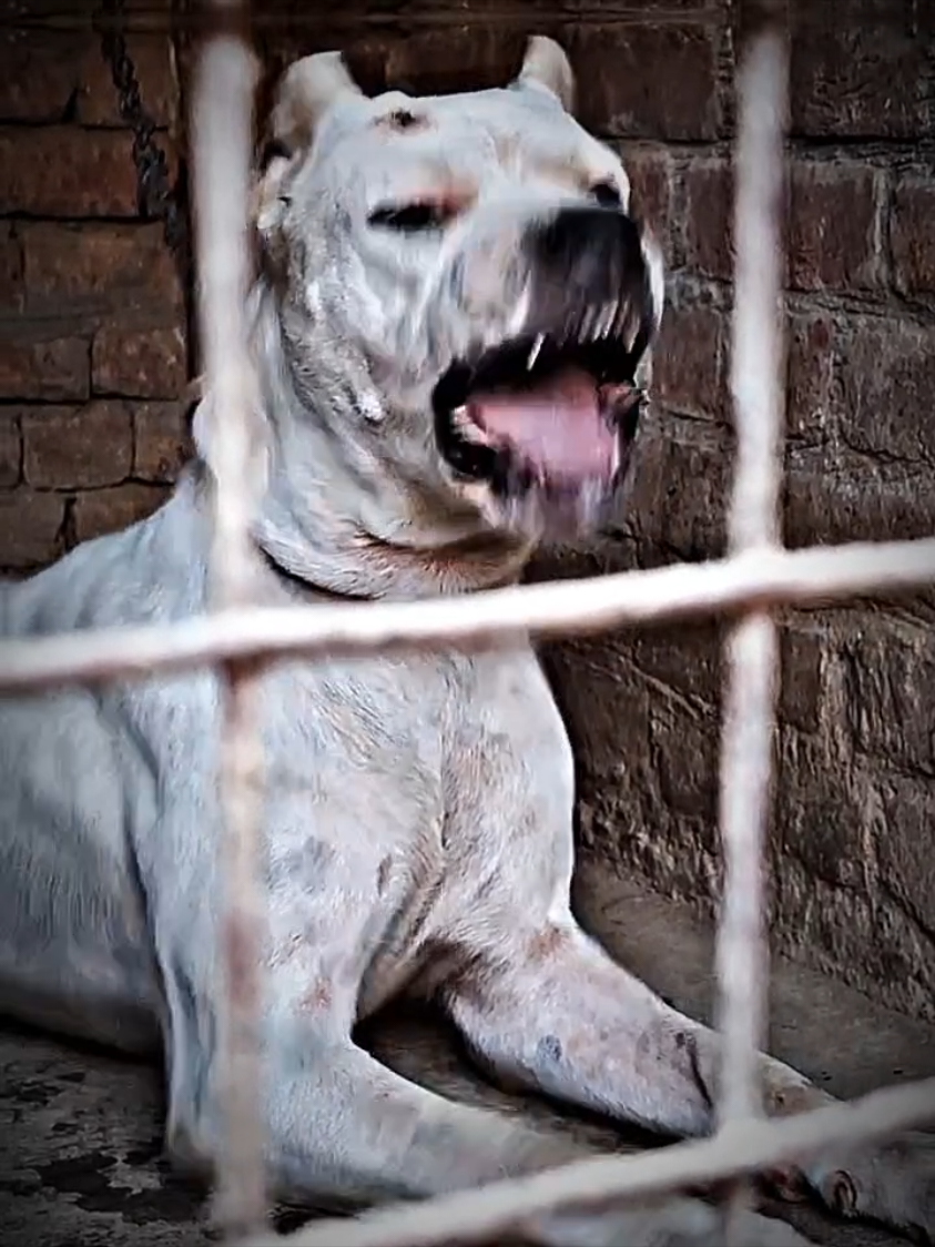 #dogo #dogoargentino #dogoargentino🔥 #dogoargentinopower 