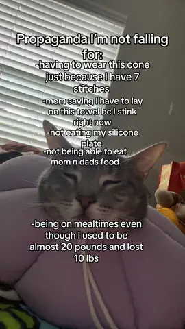 Cmon man #fyp #foryou #cats #funny #relatable 