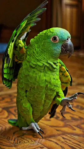 Chicken Banana Dance #chicken #chickenbanana #dance #parrot 