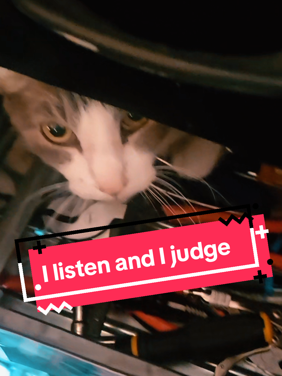 -w h y- #cats #catdad #eldercat #catsoftiktok 