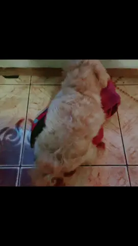 #perro #perros #perrostiktokers #perrostiktokers #bailarina #baila #youspinmeround #deadoralive #nexflit #perroviral #memestiktok #perrosdivertidos 