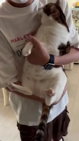 Our lil Fat unclebaoo #UncleBao #unclebao #bao #cat