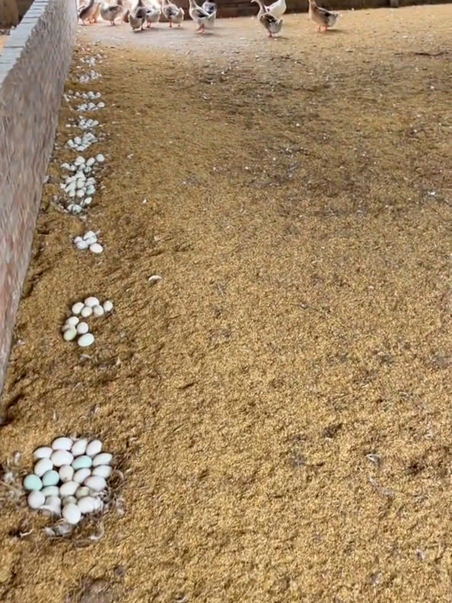 How does it feel picking 30,000 eggs one day! #egg #duck #farming