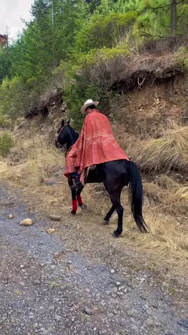 #caballos #rancho #lluvia #vida #naturaleza #paisajes #monterrey #monte 