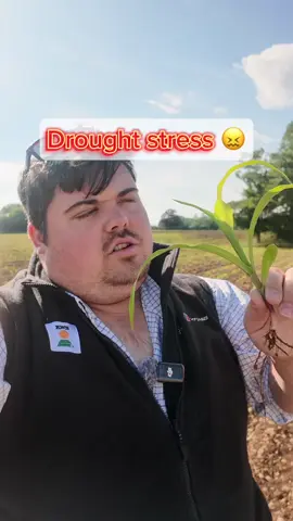 This plant is facing severe stress! 😰@Farmers Guardian @Farmers Weekly @DJI Official @cerealsevent #drought #corn #rain #kws #britain #UK #plants #crop 